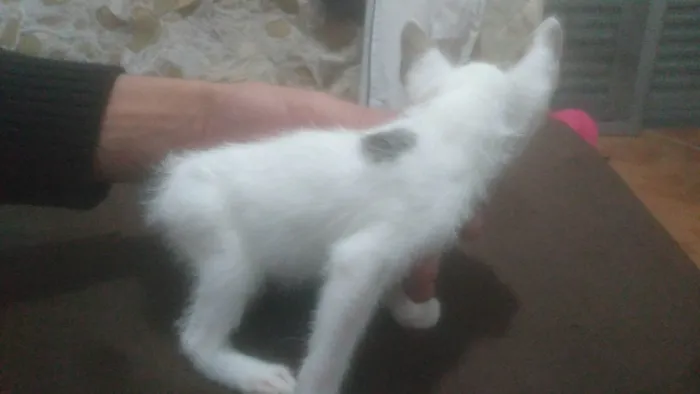 Gato ra a Não sei  idade 2 a 6 meses nome Não tem 