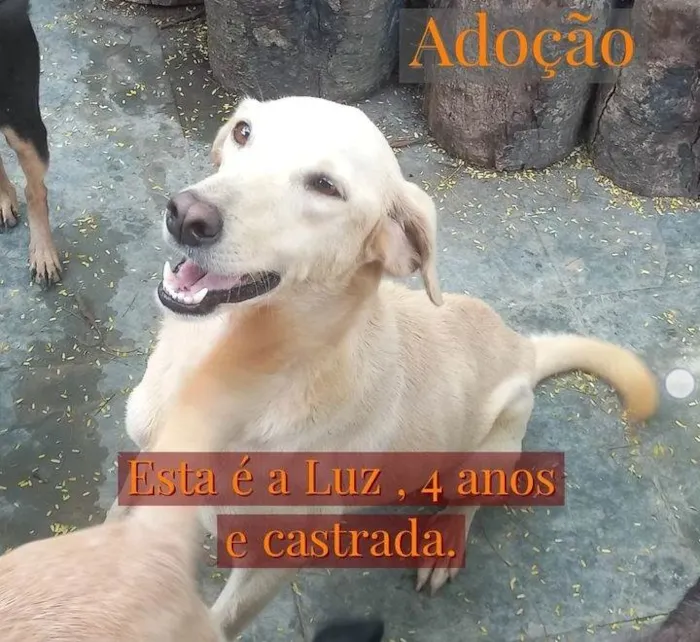 Cachorro ra a Viralata idade 4 anos nome Luz 