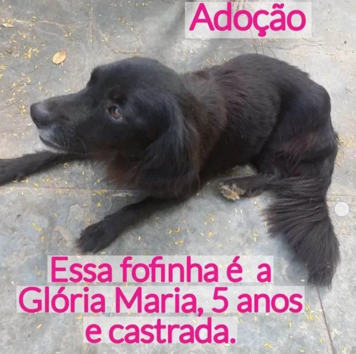 Cachorro ra a Viralata idade 5 anos nome Glória Maria