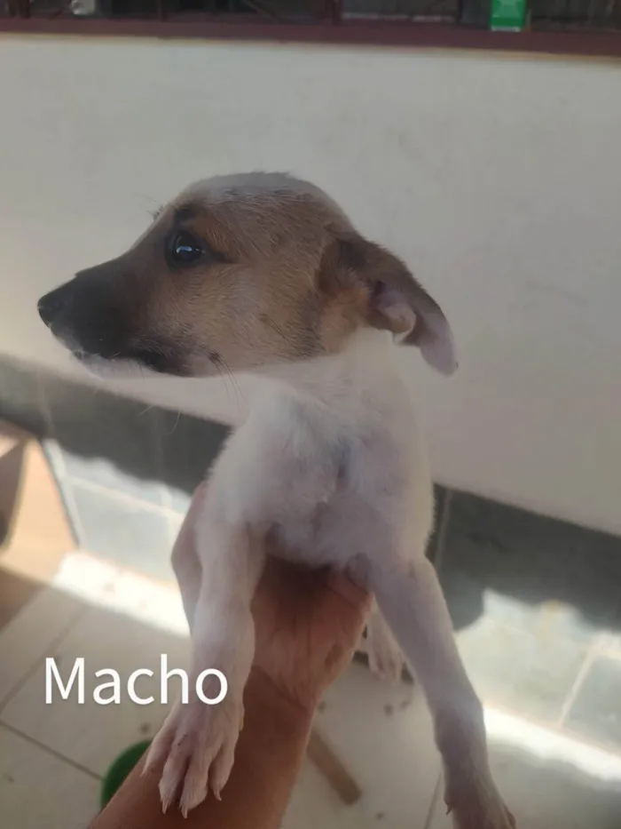 Cachorro raça SRD idade Abaixo de 2 meses nome Espoleta