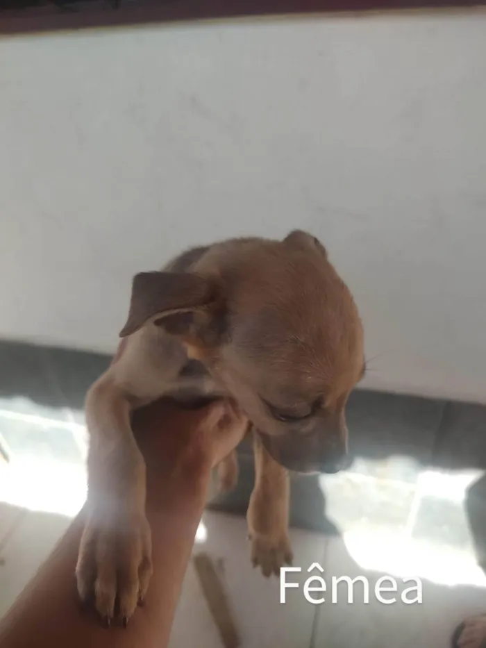 Cachorro raça SRD idade Abaixo de 2 meses nome Espoleta