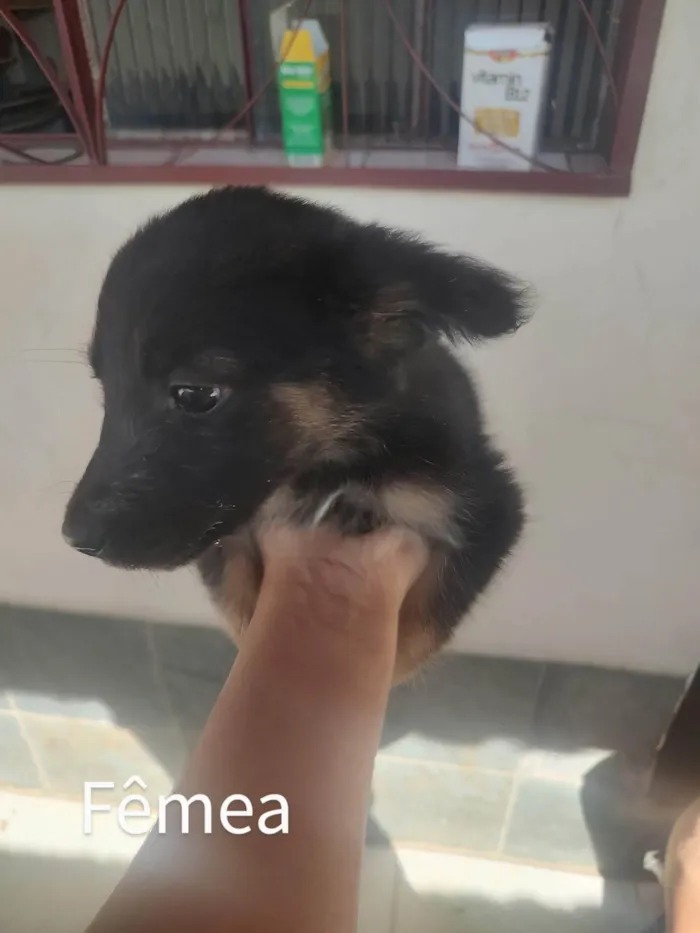 Cachorro raça SRD idade Abaixo de 2 meses nome Espoleta