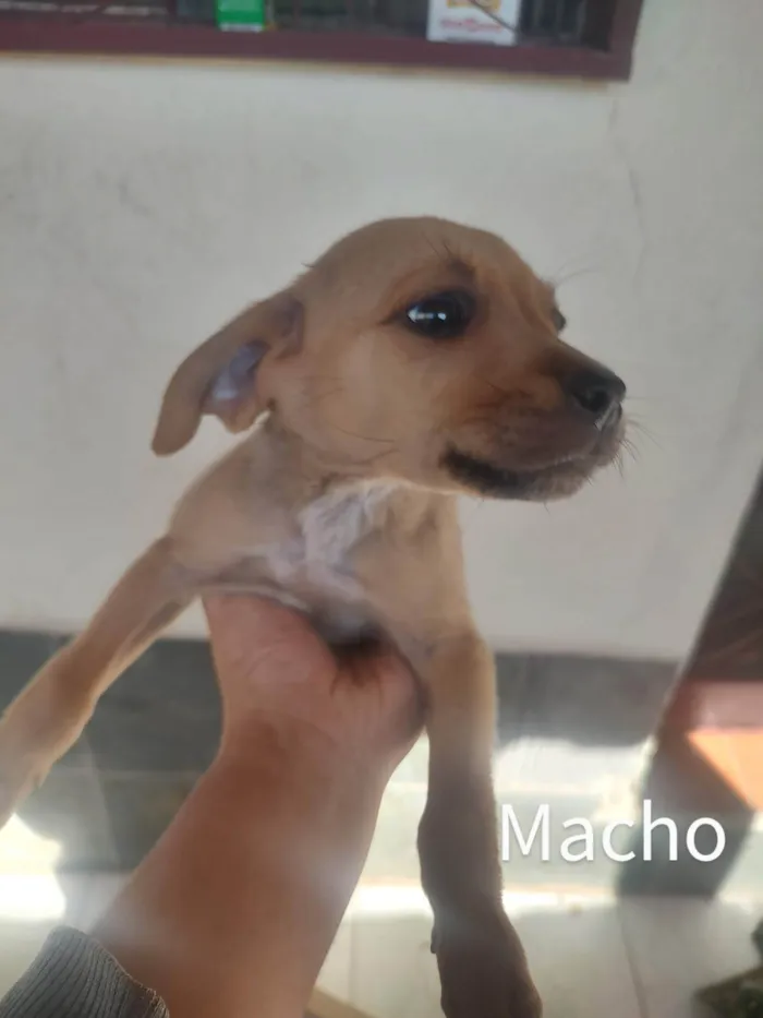 Cachorro raça SRD idade Abaixo de 2 meses nome Espoleta