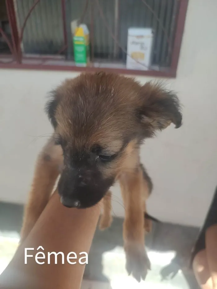Cachorro raça SRD idade Abaixo de 2 meses nome Espoleta