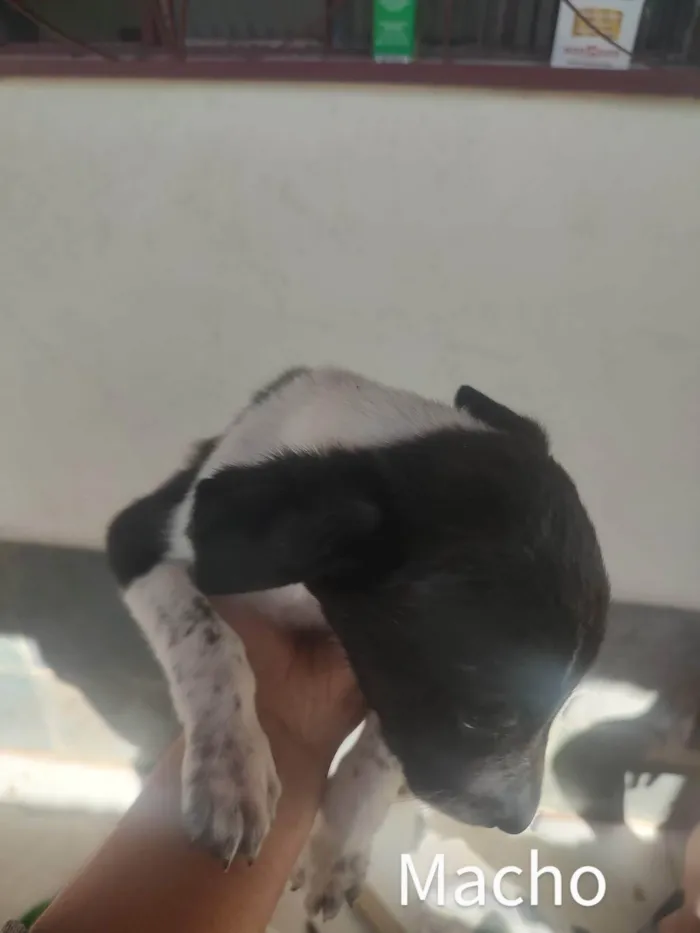 Cachorro raça SRD idade Abaixo de 2 meses nome Espoleta