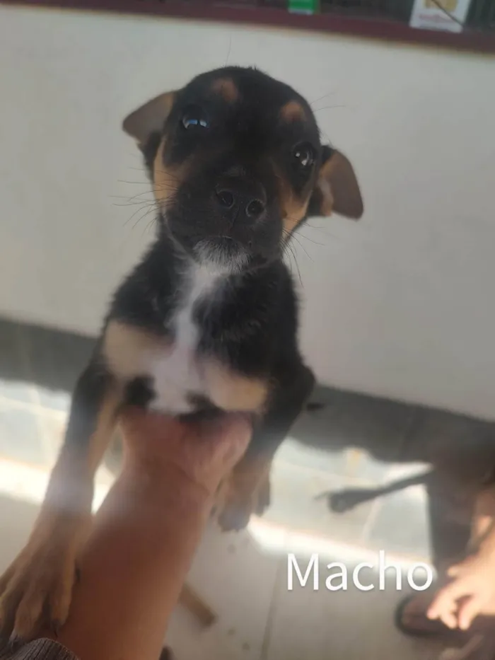 Cachorro raça SRD idade Abaixo de 2 meses nome Espoleta