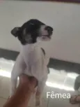 Espoleta