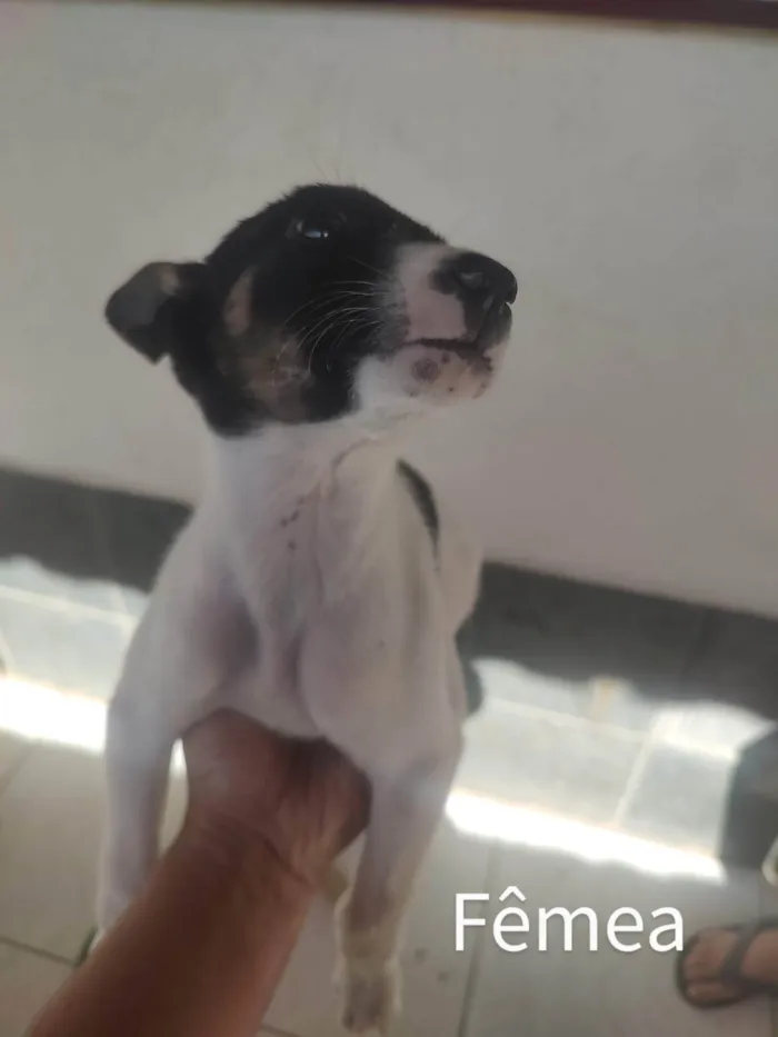 Cachorro raça SRD idade Abaixo de 2 meses nome Espoleta