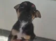 Espoleta