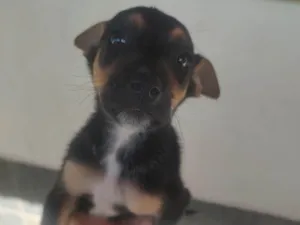 Cachorro raça SRD idade Abaixo de 2 meses nome Espoleta