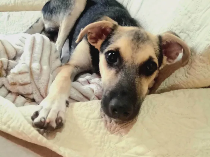 Cachorro ra a SRD-ViraLata idade 7 a 11 meses nome Tobias