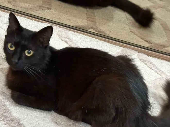 Gato ra a SRD-ViraLata idade 1 ano nome POLYANA