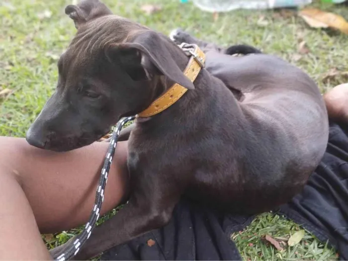 Cachorro ra a Pit-Bull idade 2 a 6 meses nome Maeve