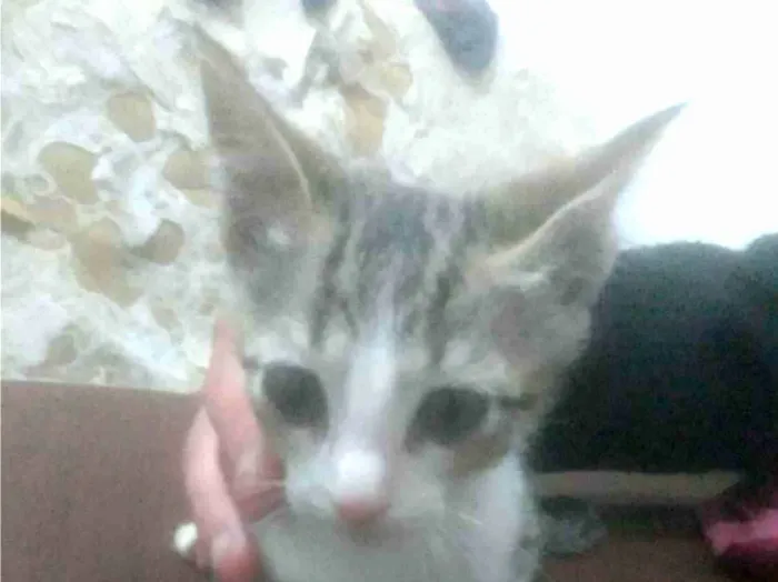 Gato ra a Não sei  idade 2 a 6 meses nome Não tem 