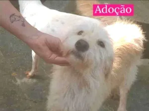 Cachorro raça Viralata idade 6 ou mais anos nome Estrela