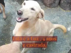 Cachorro raça Viralata idade 4 anos nome Luz 