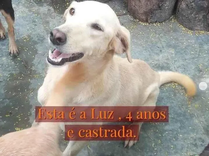 Cachorro ra a Viralata idade 4 anos nome Luz 