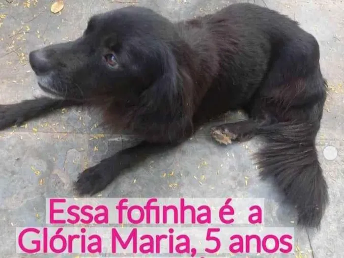 Cachorro ra a Viralata idade 5 anos nome Glória Maria