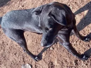 Cachorro raça  idade 6 ou mais anos nome Max