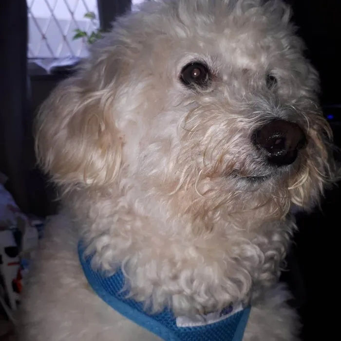 Cachorro ra a Poodle idade 6 ou mais anos nome Quico