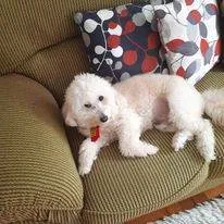 Cachorro ra a Poodle idade 6 ou mais anos nome Quico