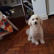 Cachorro ra a Poodle idade 6 ou mais anos nome Quico