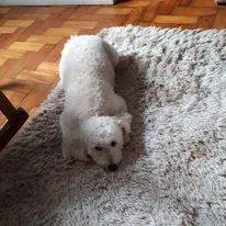 Cachorro ra a Poodle idade 6 ou mais anos nome Quico