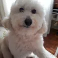 Quico