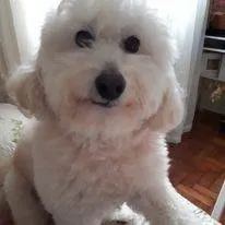 Cachorro ra a Poodle idade 6 ou mais anos nome Quico