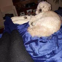 Cachorro ra a Poodle idade 6 ou mais anos nome Quico