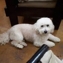 Cachorro ra a Poodle idade 6 ou mais anos nome Quico