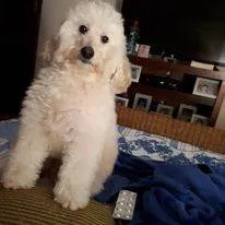 Cachorro ra a Poodle idade 6 ou mais anos nome Quico