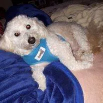Cachorro ra a Poodle idade 6 ou mais anos nome Quico