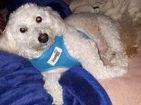 Cachorro ra a Poodle idade 6 ou mais anos nome Quico
