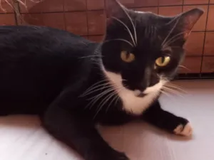 Gato raça SRD idade 1 ano nome Malu