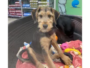 Cachorro raça Srd idade 2 a 6 meses nome Juca