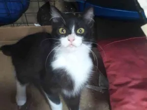 Gato raça SRD idade 2 a 6 meses nome Lola