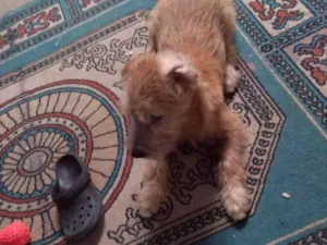 Cachorro raça SRD-ViraLata idade 2 a 6 meses nome DeNiro 