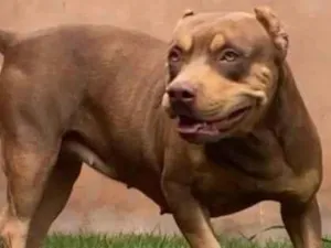 Cachorro raça pit monster idade 2 anos nome Tripolar