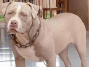 Cachorro raça pit monster idade 1 ano nome Maluka