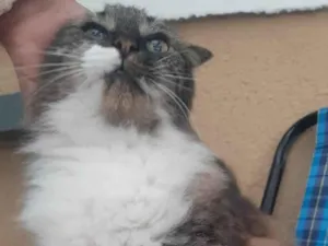 Gato raça SRD-ViraLata idade 5 anos nome LUANE