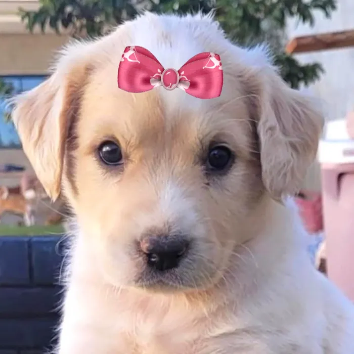 Cachorro ra a Mestica  idade 2 a 6 meses nome Clarinha 