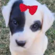 Maya 
