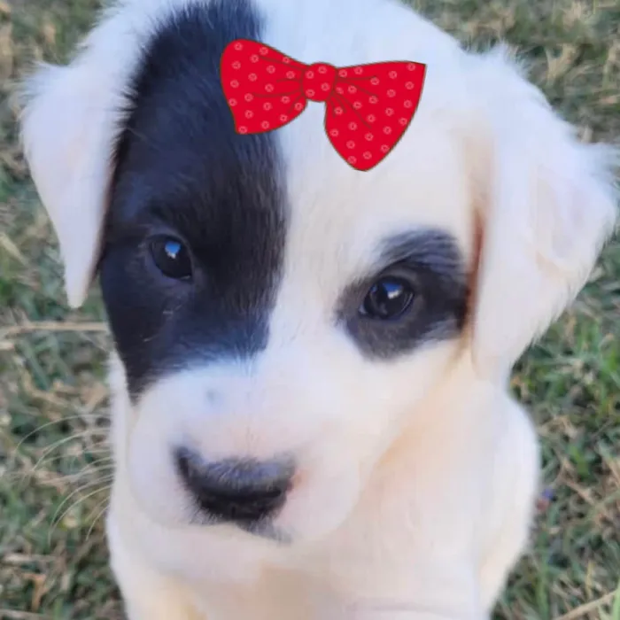 Cachorro ra a Mestica  idade 2 a 6 meses nome Maya 