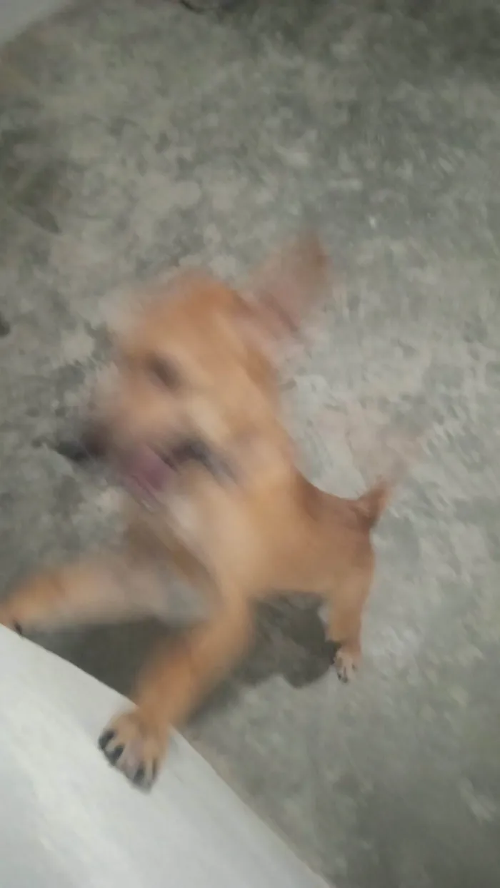 Cachorro ra a SRD-ViraLata idade 7 a 11 meses nome Shazam