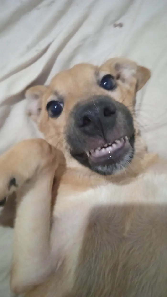 Cachorro ra a SRD-ViraLata idade 7 a 11 meses nome Shazam