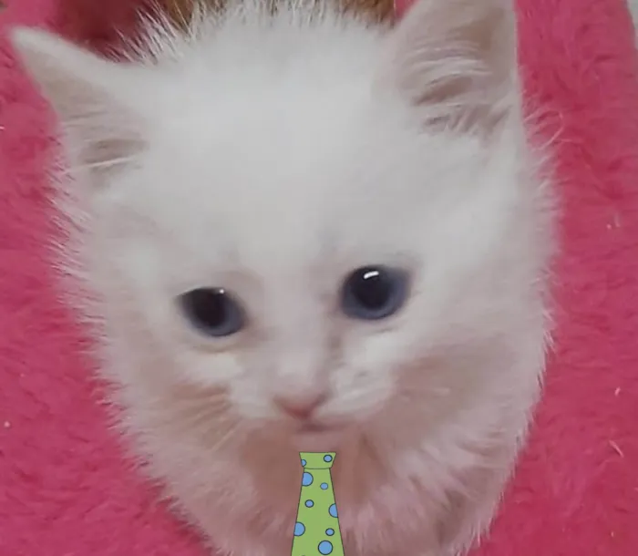 Gato ra a Mestico  idade 2 a 6 meses nome Kiko 