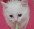 Kiko