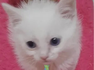 Gato raça Mestico  idade 2 a 6 meses nome Kiko 