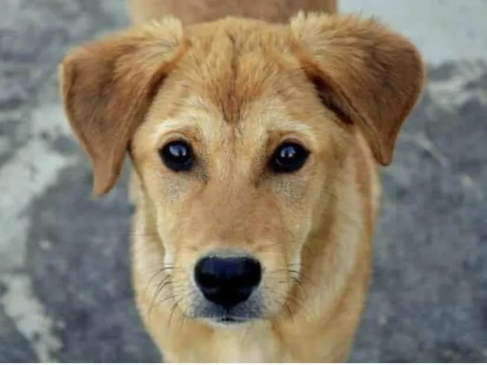 Cachorro ra a Mestico  idade 2 a 6 meses nome Otto 